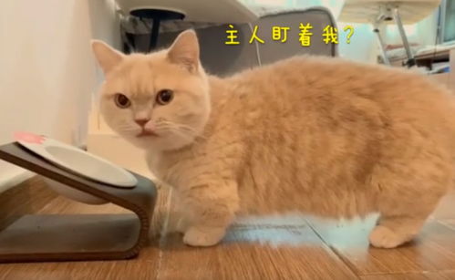 你在干嘛呢表情包橘猫
