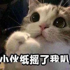 可爱的猫咪表情大全,请收藏备用