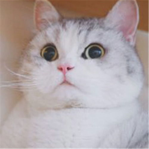 表情表情包卖萌pk小奶猫呆萌,二哈可爱品如把老娘的衣柜放下表情