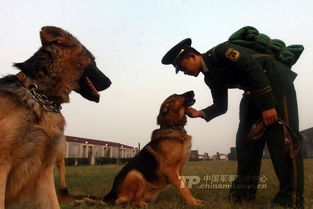 士兵表情包训犬