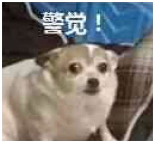 我家狗总用屁股对着我,它是不是看不起我