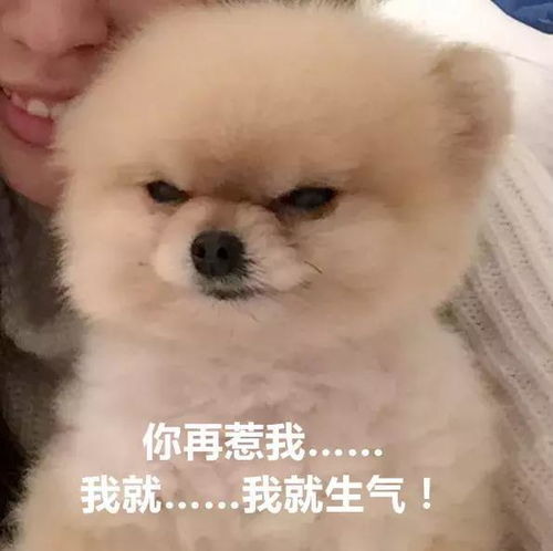 主人是不是欠了狗子八百包小饼干这表情是要准备打架了吧