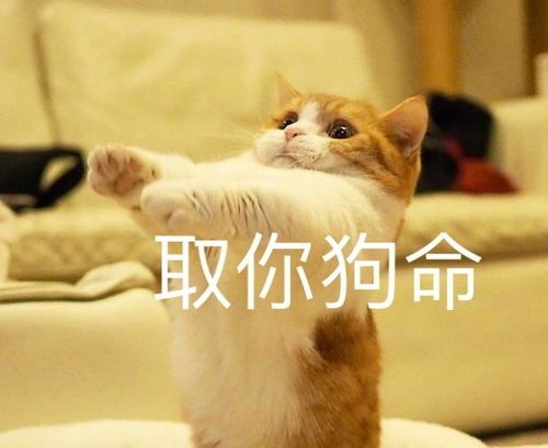 拔剑吧表情包表情
