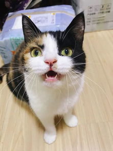 养猫的套路越来越多,猫真的需要这些吗