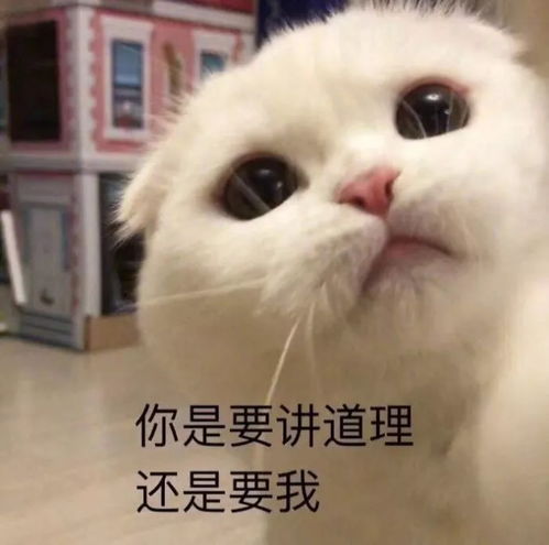日常吸猫表情包