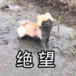 魔性狗子表情包全属精品