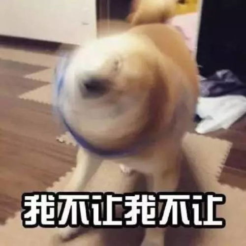 魔性狗子表情包全属精品