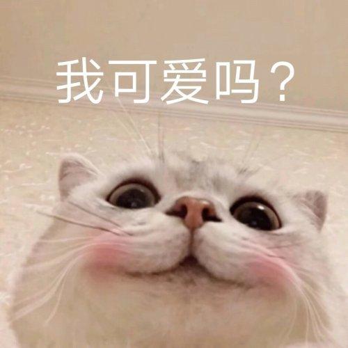 斗图表情包合集我这个悲伤的美丽女人