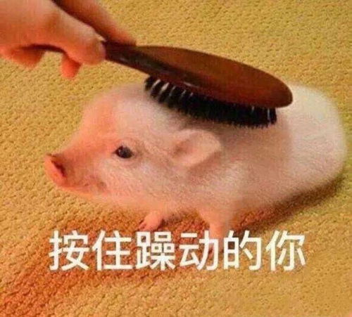 你见到过哪些笑到不行表情包