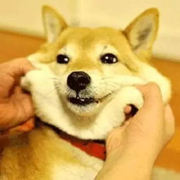 有一种狗叫柴犬,二货程度堪比哈士奇