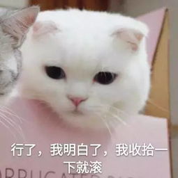 萌系表情包搞笑的小猫咪成为了表情包