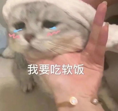 沙雕可爱表情包悔恨臭宝