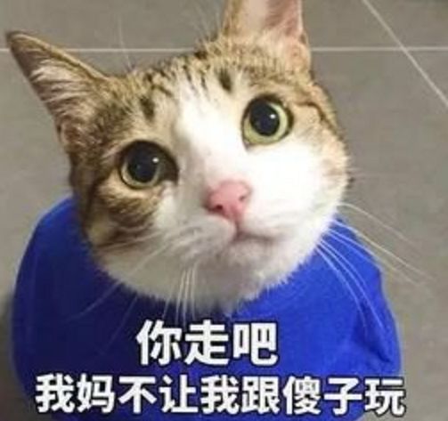 这些无脑语言千万不能对养猫的朋友讲,不然真的会遭嫌弃的