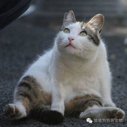 摄影师拍下日本街头的猫咪,萌态十足