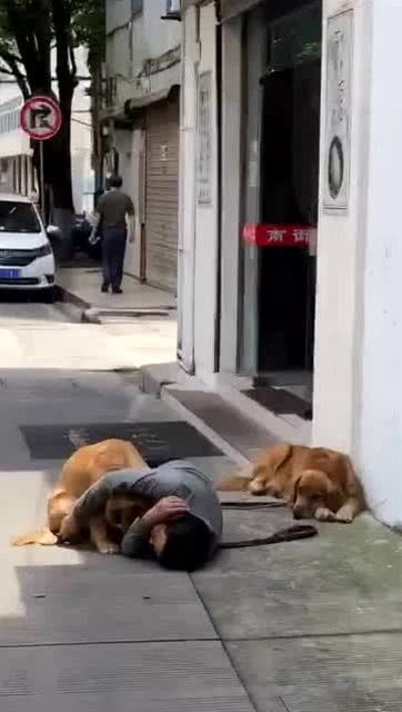 老板喝醉了之后,非要搂着金毛睡觉,看狗表情就知道不是头一次