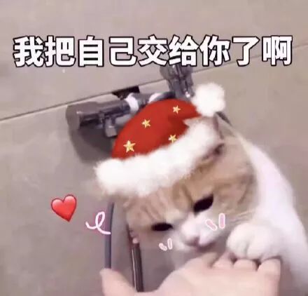 叮你的圣诞节猫咪表情包已送到