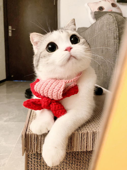 猫咪表情包香香软软的小泡芙专场今天是甜甜的小猫咪鸭