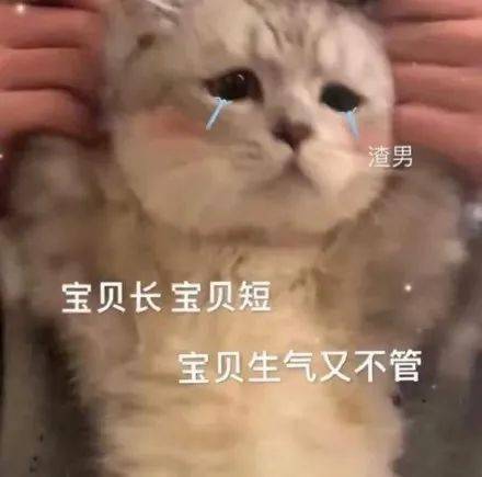 可爱的猫咪表情大全,请收藏备用