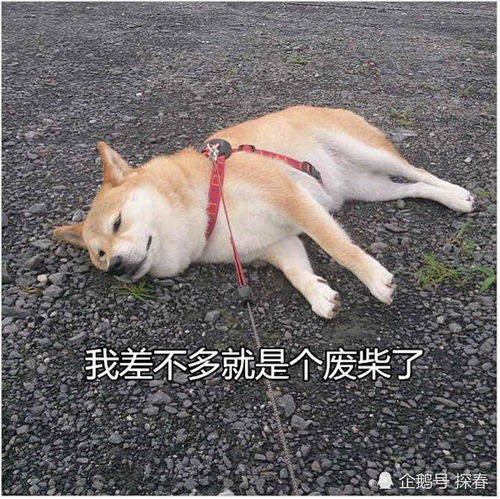 柴犬wink表情包狗子
