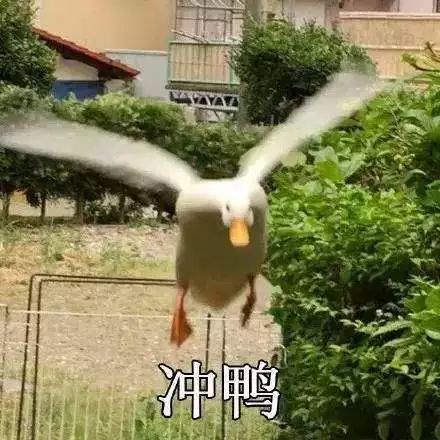 骚脑大比拼丨心里眼里表情包里都是你