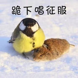 你给我老实点愤怒的小鸟不好惹