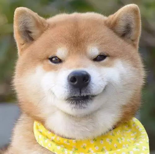 没看到这只柴犬之前,我以为哈士奇表情包是最多的
