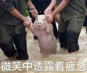 2017年度表情包大赏小猪佩奇,笑着活下去,边缘试探.你最爱哪一个