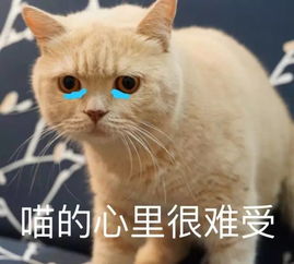 表情包日常吸猫来不及解释了快上车