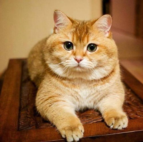 噗嗤看看这十只橘猫九只胖,另外一只还特别胖