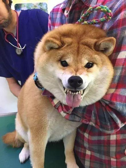 网友带柴犬去打针,结果它竟疼到鼻涕都流出来了....