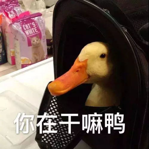 表情包鸭子是什么意思