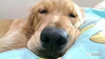 狗狗睡觉时抖腿是什么原因