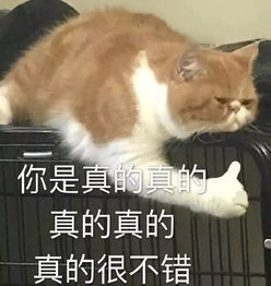 没有人敢在罗永浩面前说自己朋克