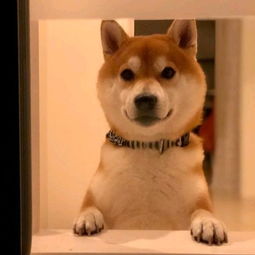柴犬一集表情图片专题