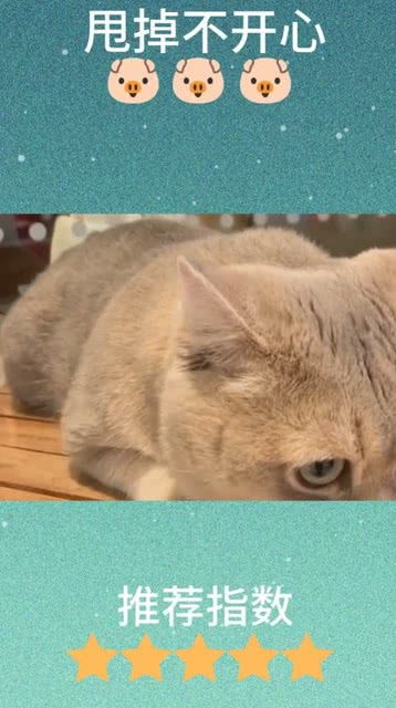 这只猫咪的表情和动作,完美的诠释了逛街前逛街后的你,太真实了