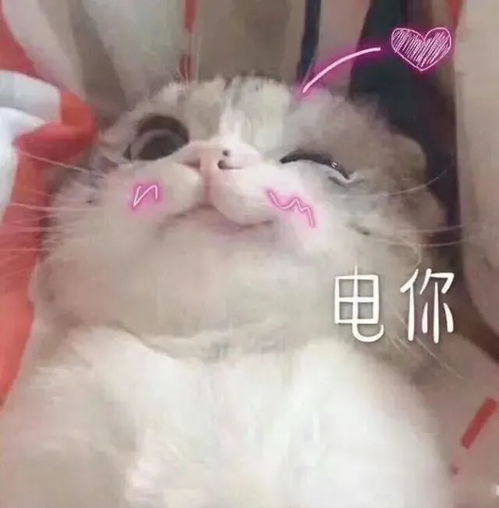 小布说天气天冷不是事,把领导心爱的花儿养死了,怎么交代,在线等......