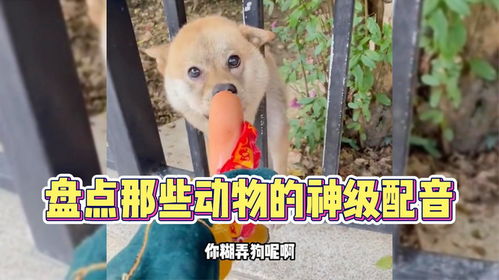 盘点那些动物的神级配音,一个比一个搞笑,简直毫无违和感