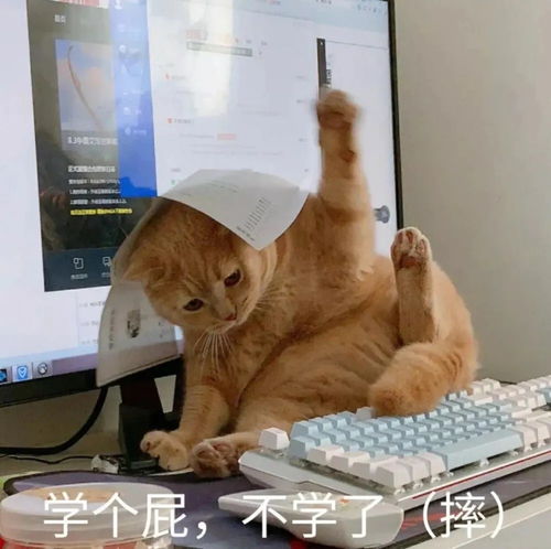 喵喵喵表情包快来