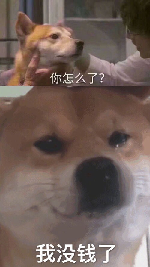 你怎么了我没钱了狗子流泪表情包你怎么了我不想...