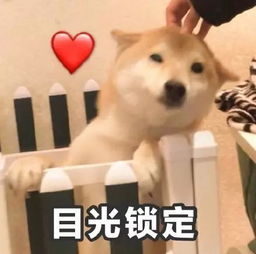 今日份搞笑表情包