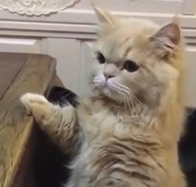 男子加班晚了,开门就看见橘猫生气拍桌子你是不是在外面有猫了