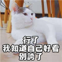 著名网黄猫日表情包带字超萌超可爱的猫咪表情