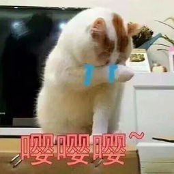 征集令丨低调养猫,高调奉上你的猫咪表情包,还有机会赢宠物月饼