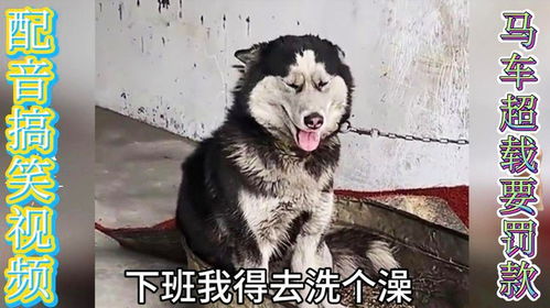 配音搞笑视频合集,动物爆笑场面,马车超载要罚款