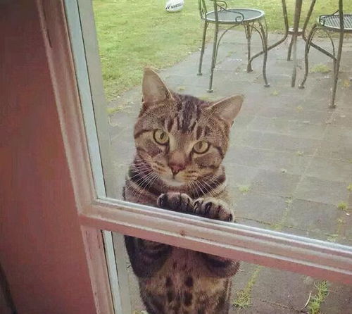 主人做这些行为,猫咪会很伤心,以为你不要它