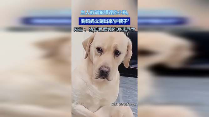 主人教训犯错误的小狗,狗妈妈立刻出来护犊子,网友这小表情将母爱展现的淋漓尽致