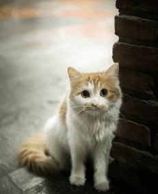 猫咪日常表情包窗帘
