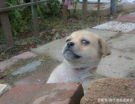 搞笑动物表情包配音动物们