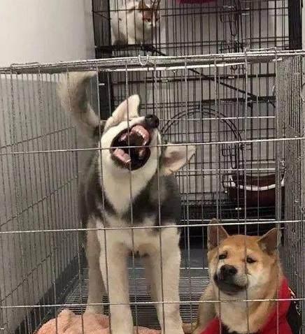 柴狗主人,快点放我出去,忍不了哈士奇这二货了,臣妾做不到柴犬