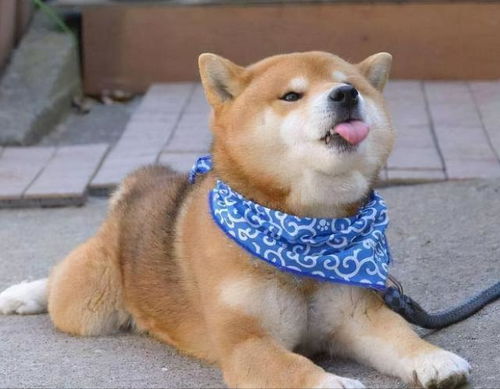 原来柴犬这么可怕,怪不得养过的人,都说不会再养了